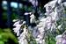 The Greater Gustavus Hosta Garden contains more than 20 varieties of hosta plants with shade provided by a special structure in Linnaeus Arboretum