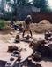  "Indian Potter" by Jodi Eveslage Benson &rsquo;95. Vellore, India (1995)