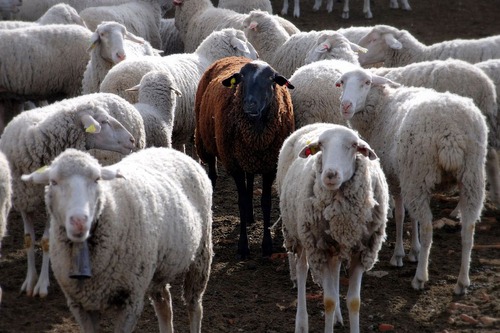 Image of one black sheep among many white sheep