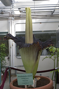 The Gustavus Corpse Flower on Sunday, May 13