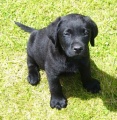 16385 pups-Black-male-puppy-001.jpg